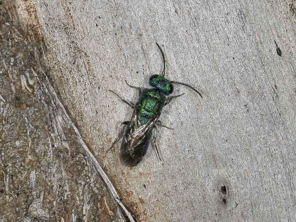 chrysididae autunnale: Trichrysis cyanea